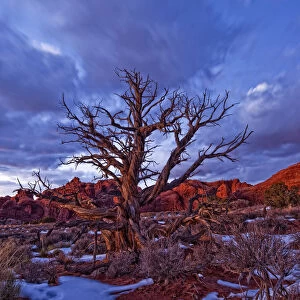 Timed Exposure Of Sunset Clouds Over Tree And Cove Of Caves In Arches National Park, Utah