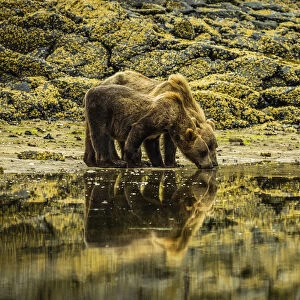 Two young Coastal Brown Bears (Ursus arctos horribilis) drinking along the shore at low tide, while digging clams in Geographic Harbor; Katmai National Park and Preserve, Alaska, United States of America