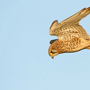 Common Kestrel (Falco tinnunculus) female flying, The Netherlands