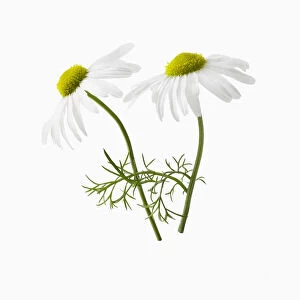Chamomile, Chamaemelum nobile, Side view of two flowers, one sharp focus