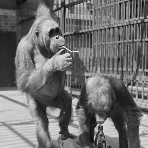 Baby Orangutangs take a drink at London Zoo Circa 1953 1950s