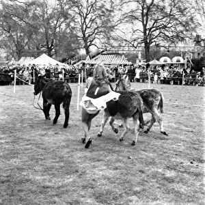 Donkey Derby held for charity at Festival Gardens. April 1972 72-04585-009