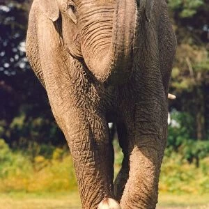 An elephant guarding a child