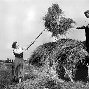 Hay making in the English countryside during the summer. August 1954