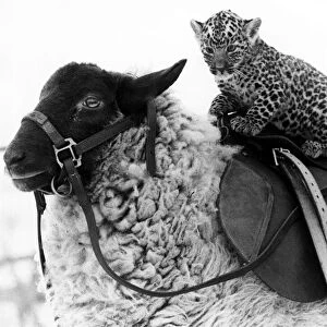 Squire the jaguar enjoys a ride on Lady jane the sheep January 1980