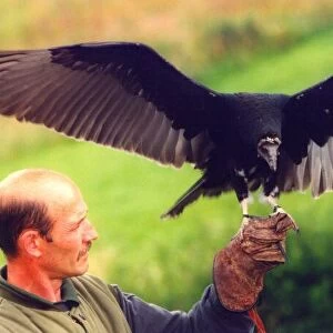 A Turkey Vulture called Angel at the Kielder Water Bird of Prey Centre at Leaplish