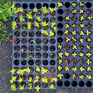 New York City, Brooklyn, Williamsburg, seedlings at Havemeyer Park
