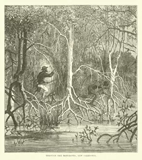 Through the Mangroves, New Caledonia (engraving)