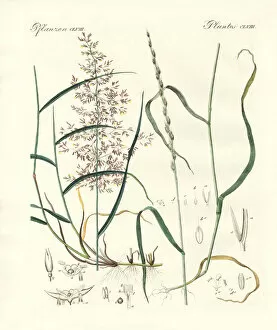 Strange kinds of herbage (coloured engraving)