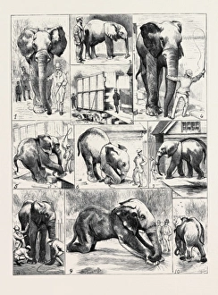 The Attempted Removal of jumbo from the Zoological Gardens: 1 The Attempted Removal of jumbo from the Zoological Gardens: 1