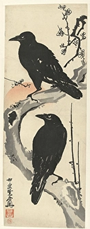 Two crows sitting branch flowering plum tree Two crows sitting branch flowering plum tree