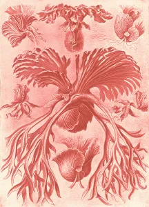 Illustration shows ferns. Filicinae. - Laubfarne, 1 print : color photomechanical Illustration shows ferns. Filicinae. - Laubfarne, 1 print : color photomechanical