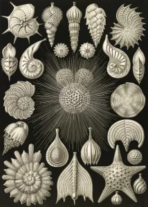 Illustration shows microorganisms. Thalamophora Illustration shows microorganisms. Thalamophora