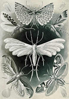 Illustration shows moths. Tineida. - Motten, 1 print : photomechanical ; sheet 36 x 26 cm Illustration shows moths. Tineida. - Motten, 1 print : photomechanical ; sheet 36 x 26 cm