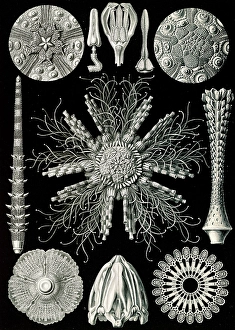 Illustration shows sea urchins and sand dollars. Echinidea. - Igelsterne, 1 print Illustration shows sea urchins and sand dollars. Echinidea. - Igelsterne, 1 print
