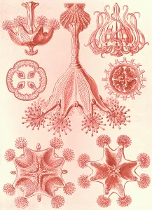 Illustration shows stalked jellyfishes. Stauromedusae. - Becherquallen, 1 print Illustration shows stalked jellyfishes. Stauromedusae. - Becherquallen, 1 print