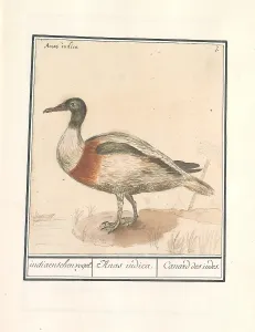 Indian runny duck Anas platyrhynchos Indian bird Indian runny duck Anas platyrhynchos Indian bird