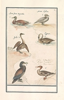 Leaf six ducks Anas waterfowl six waterfowl different species Leaf six ducks Anas waterfowl six waterfowl different species