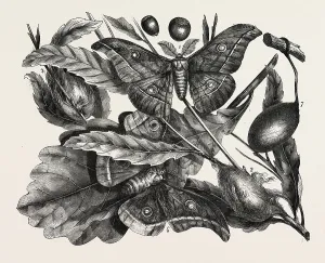 <b class=qtipBold><figcaption>The oak silkworm. engraving 1855</figcaption></b><br><em>© copyright Quint Lox Limited</em> The oak silkworm. engraving 1855