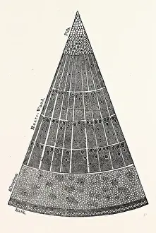 Portion of a Section of the Branch of a Tree