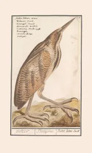 Roerdomp Botaurus stellaris putter Bataurus Butor Roerdomp Botaurus stellaris putter Bataurus Butor