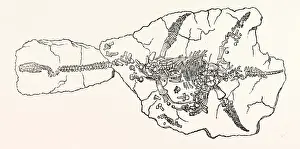 Skeleton of the Plesiosaurus Dolichodeirus, in the position in which it was found