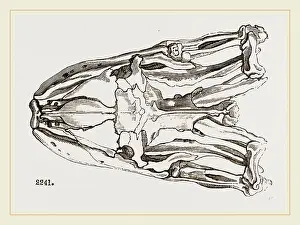 Skull of Python