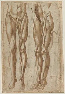 Two Studies Flayed Man recto Study Flayed Torso