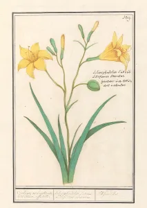 Yellow lily Lilium liliosphodelus Luteus LIliflorus adoratus Yellow lily Lilium liliosphodelus Luteus LIliflorus adoratus